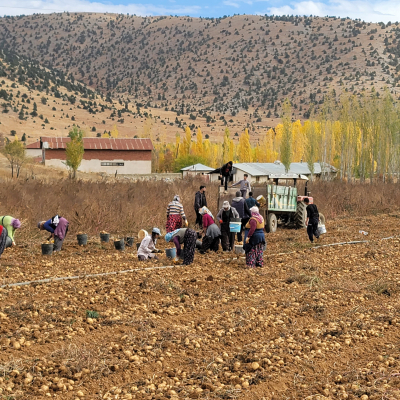 tarim