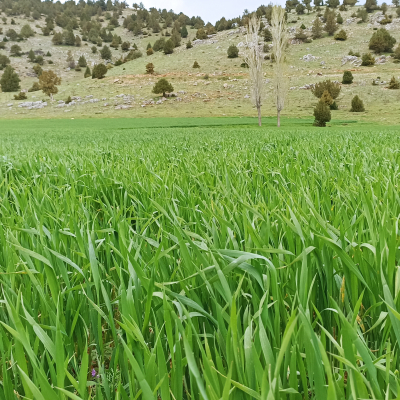 tarim