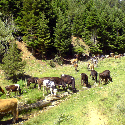 Almanın Pınarı